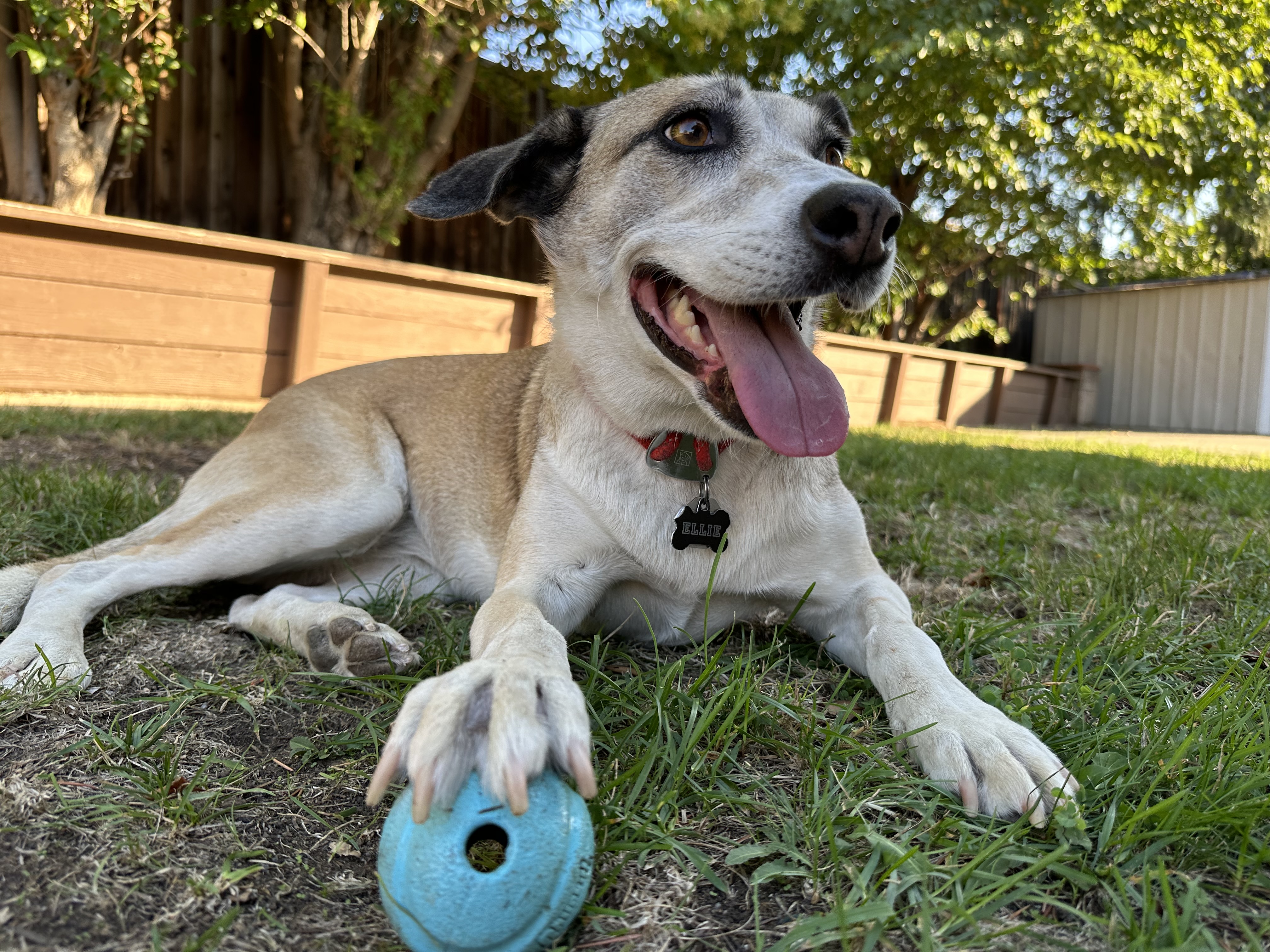 Ellie with ball in backyard