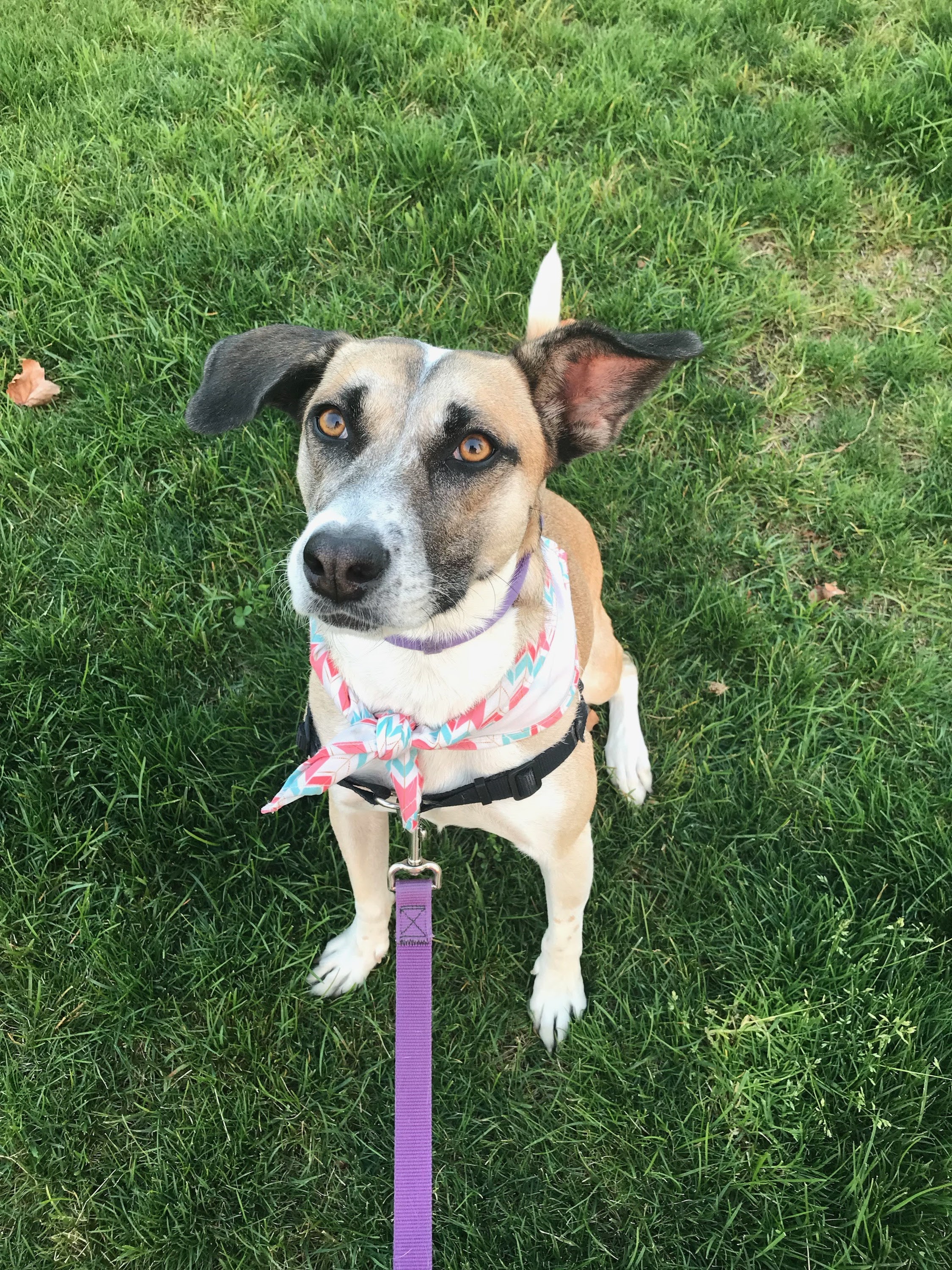 Ellie in her bandana