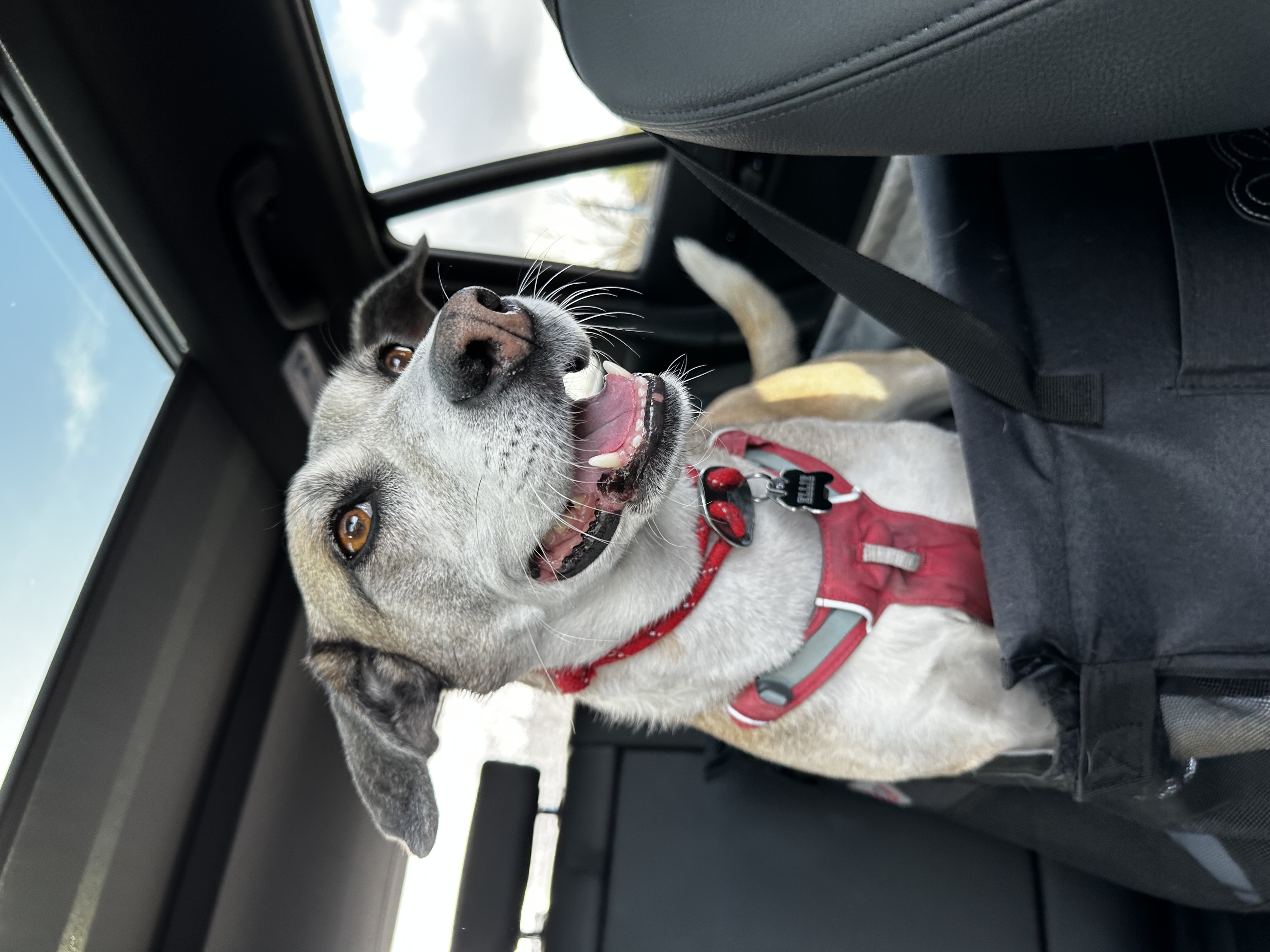 Ellie in the car