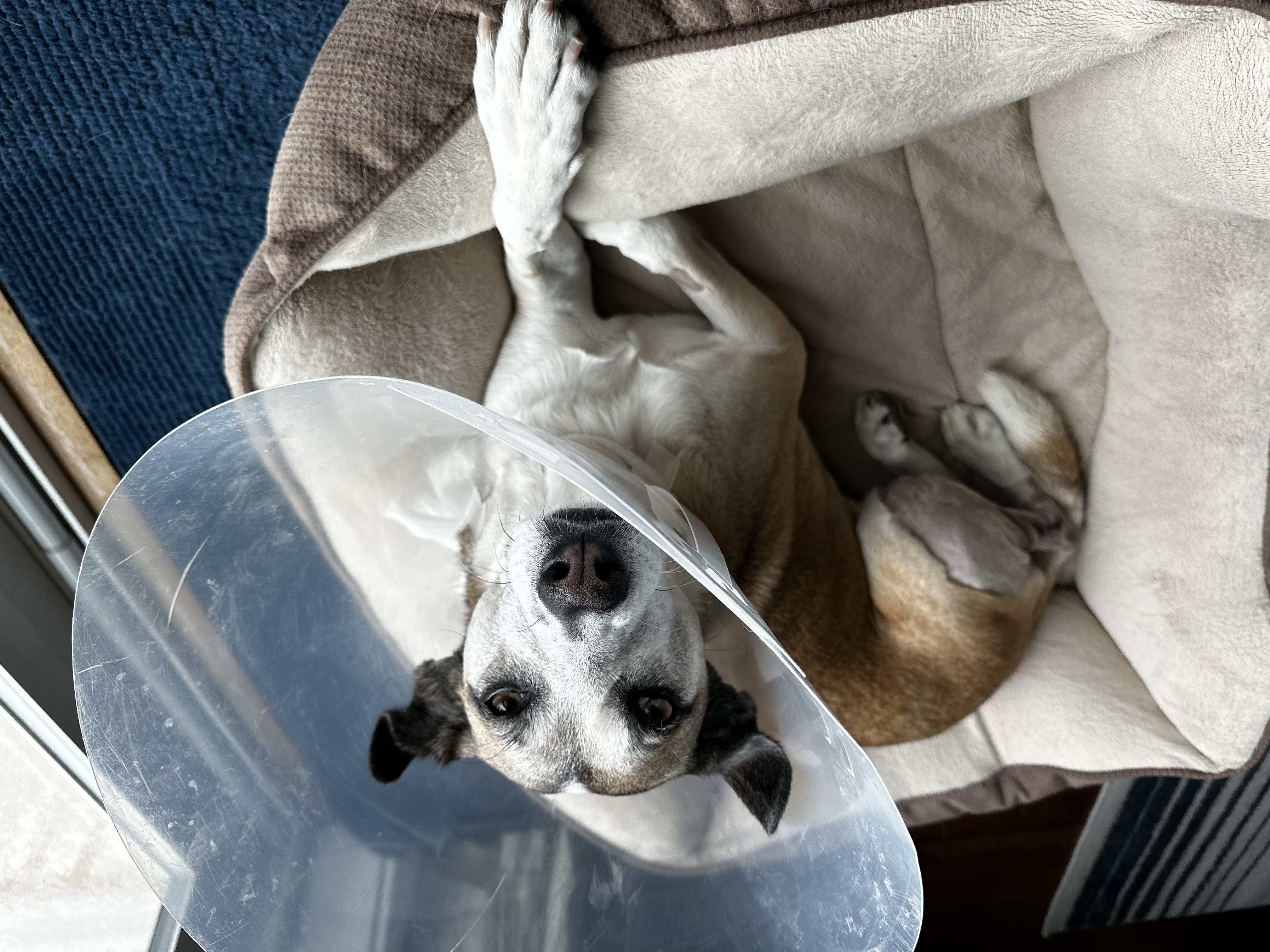 Ellie in the cone of shame
