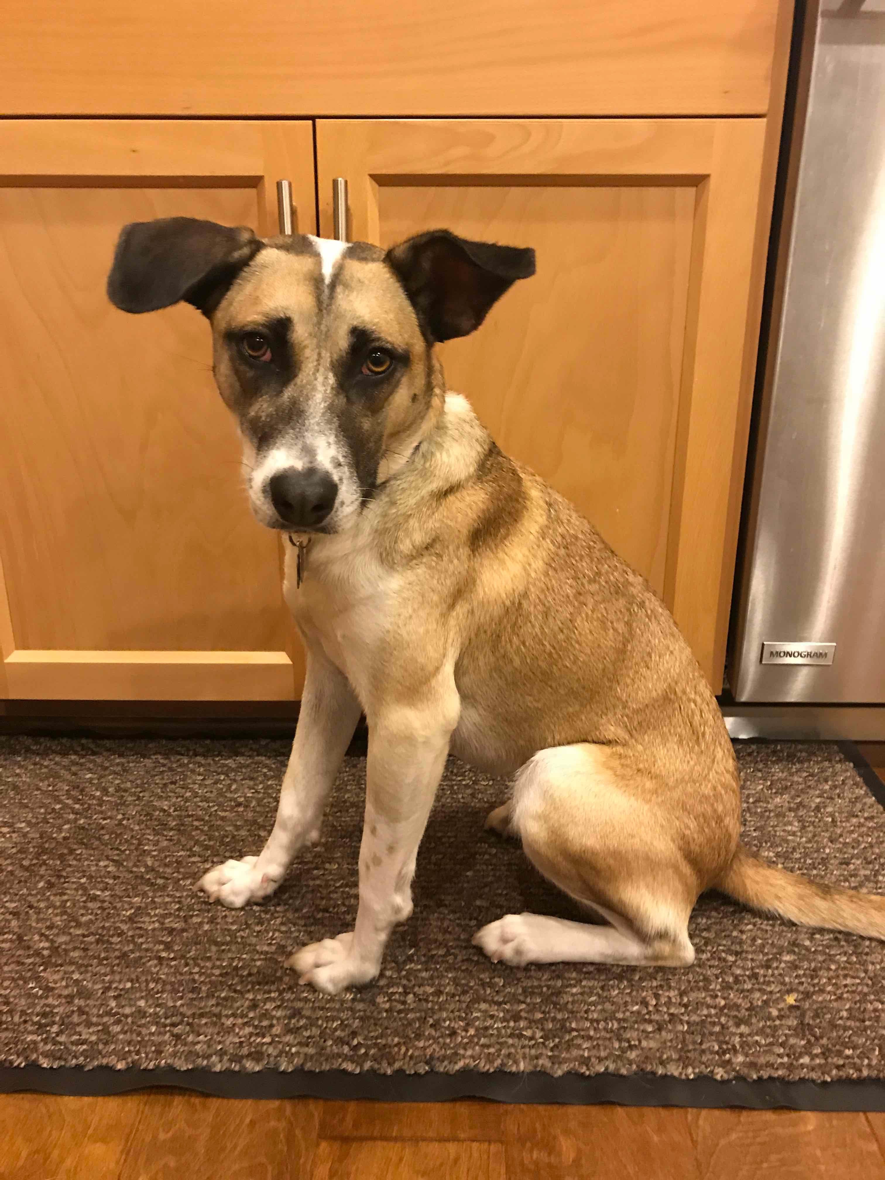 Ellie in the kitchen