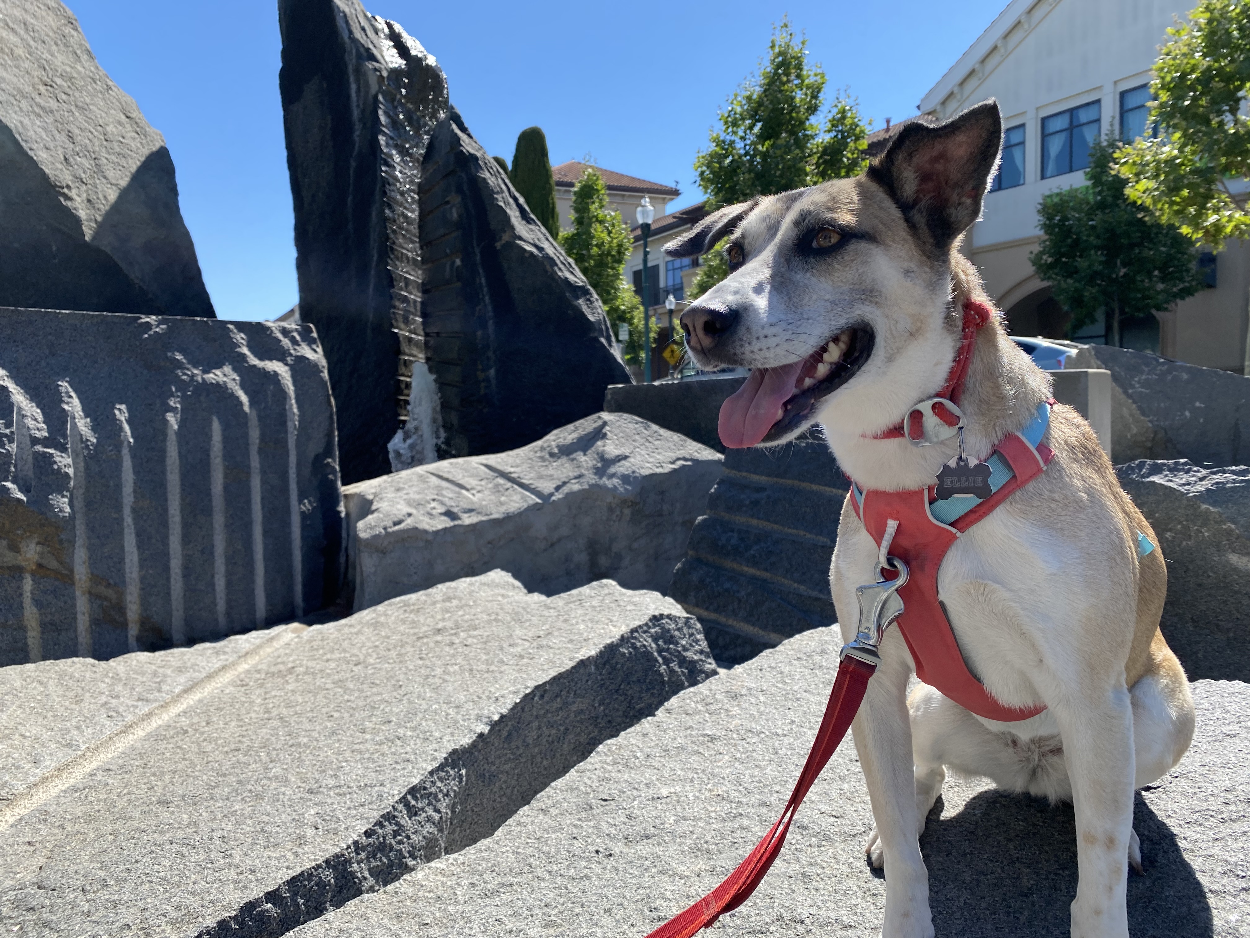 Ellie on the rocks