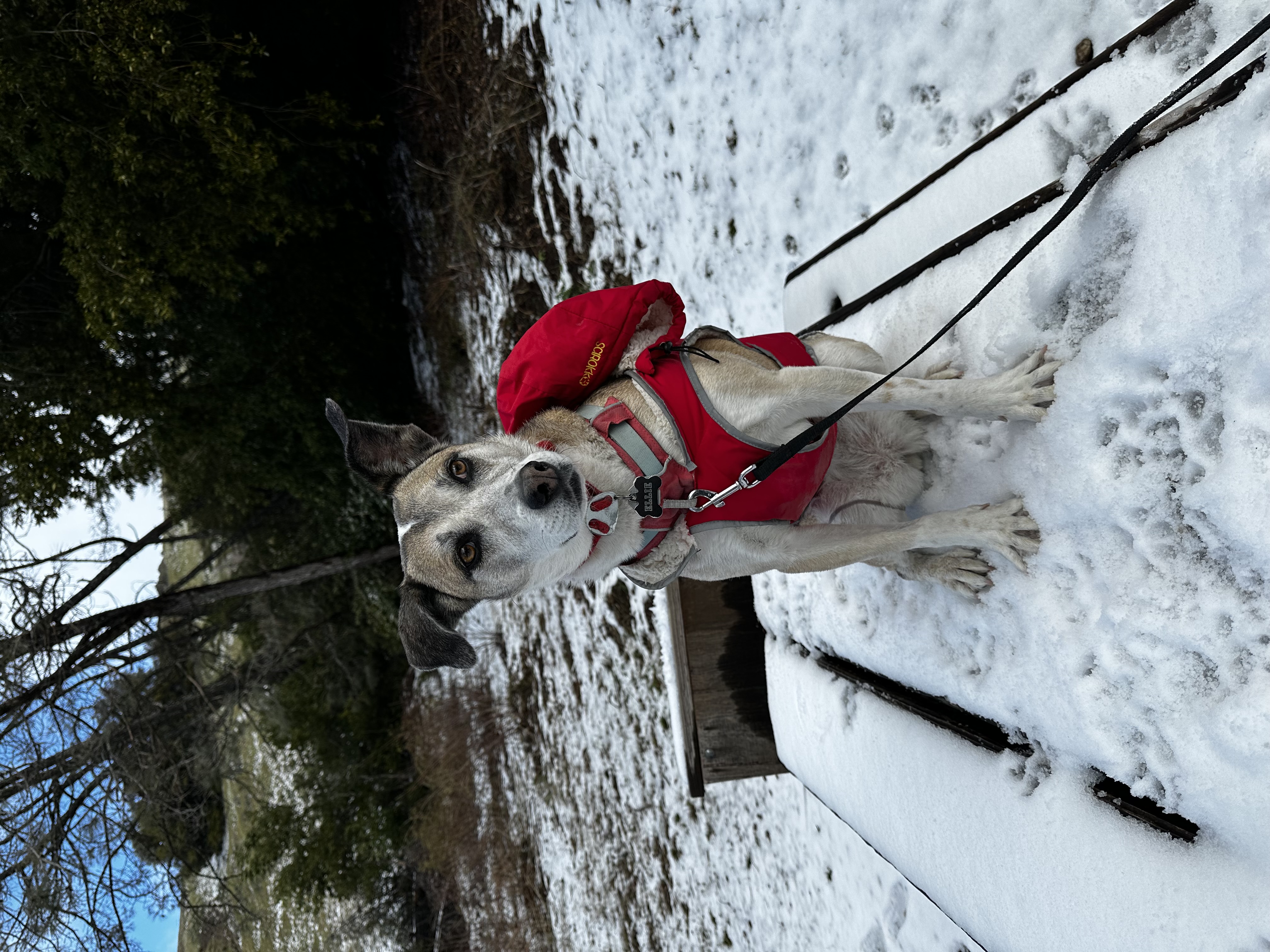 Ellie in the snow