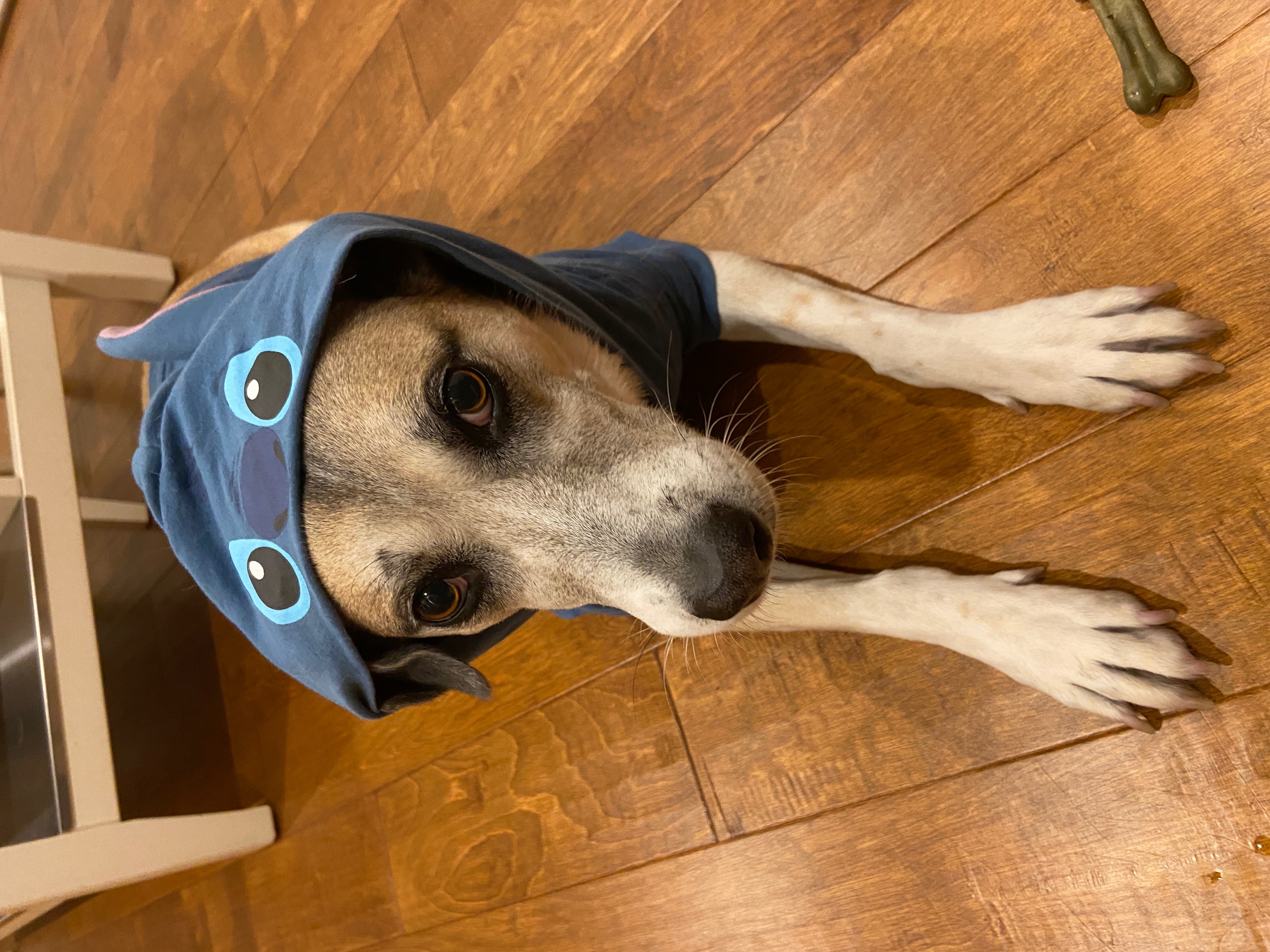 Ellie in Stitch hoodie
